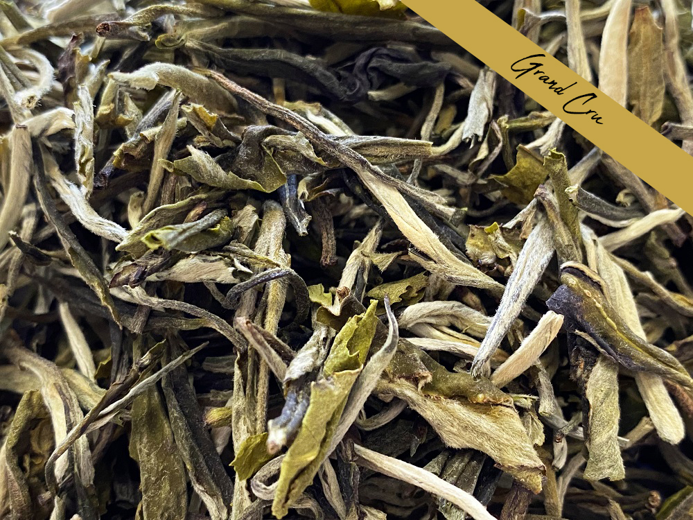 HUANG YA YELLOW TIPS-RESEAUX.JPG